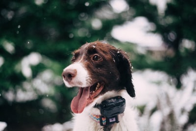 特写摄影long-coated白色和褐色的狗
